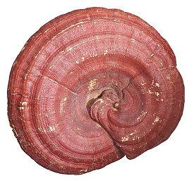 《苍穹浩瀚》获IGN 7分评价：剧情出色机制平庸